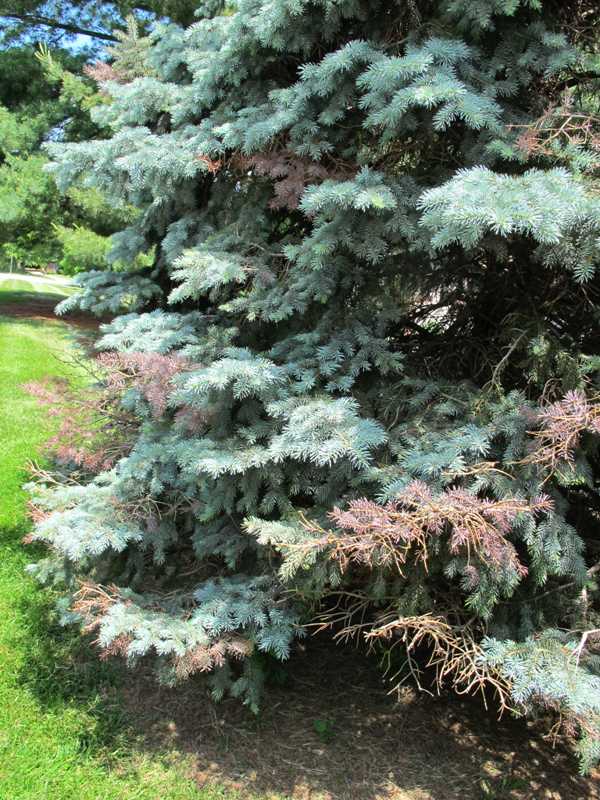 Needlecasts and evergreen tip blights